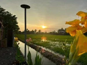 The Charm of the Rice Fields — photo 2