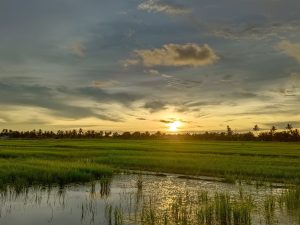 The Charm of Rice Field — photo 1