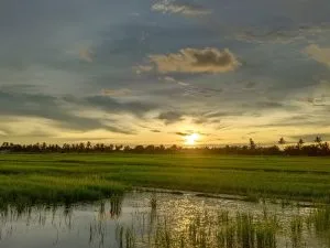 The Charm of the Rice Fields — photo 1