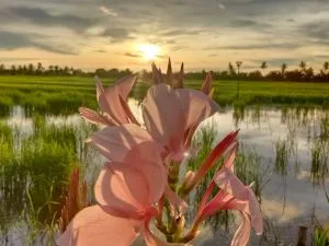 The Charm of the Rice Fields — photo 1