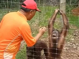 Orang Utan Island — photo 2