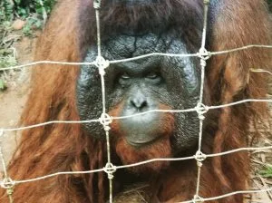 Orang Utan Island — photo 1