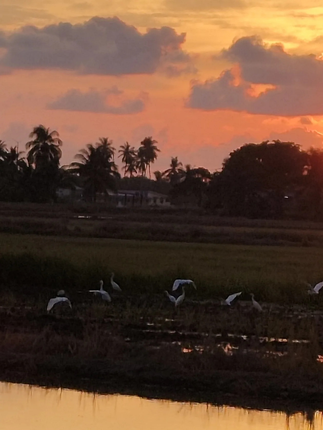 Your Sanctuary Amid the Rice Fields