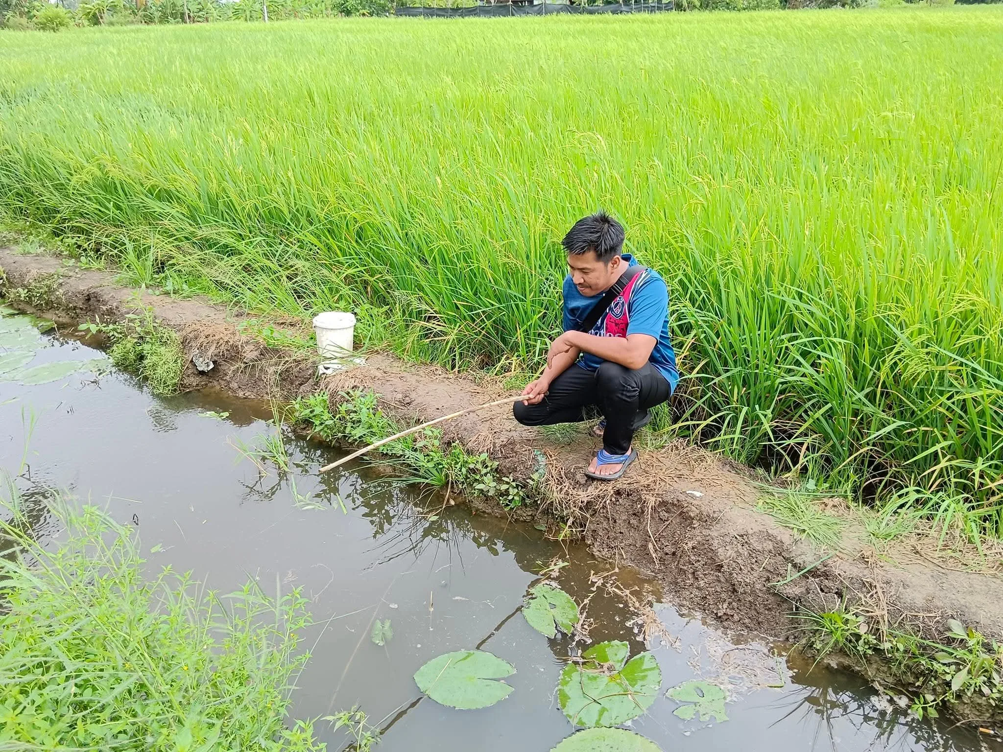 Pesona Sawah — slide 9