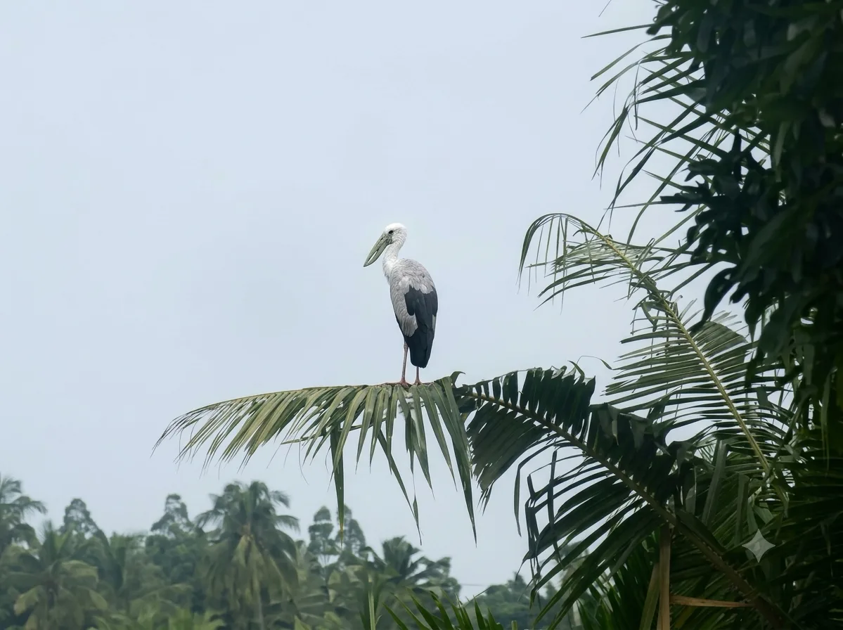 Memerhati Burung — slide 2